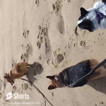 Corgis in the sand