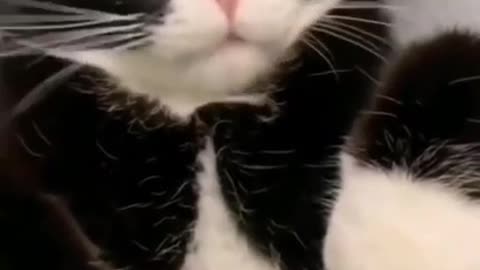 Don't Touch Me #shorts #shortvideo #video #virals #videoviral