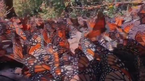 Butterfly. Mexico