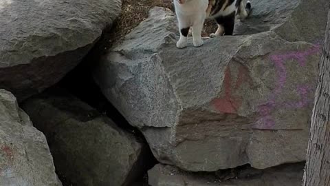 Street Cat Living in a Park 🐱🇨🇱