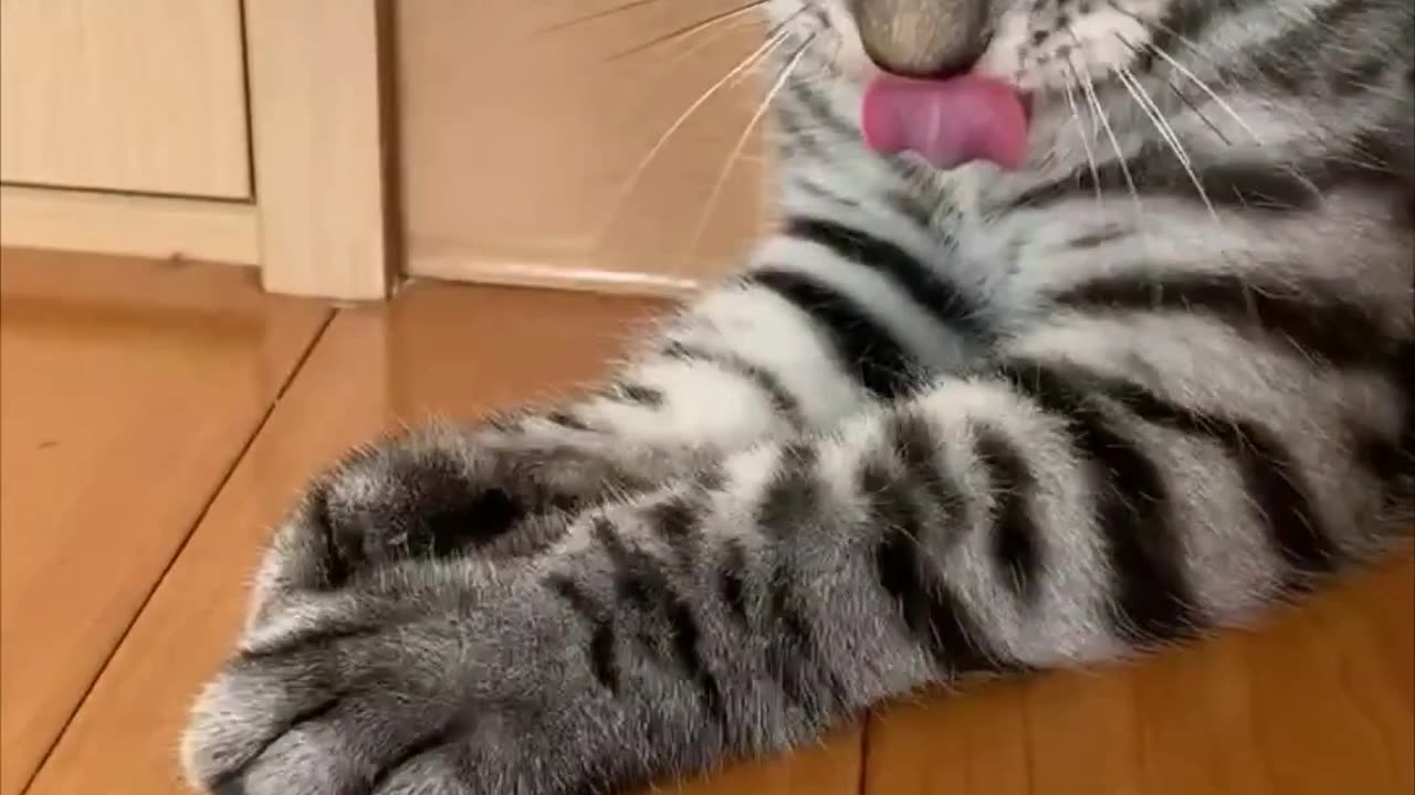 Clever Kitten Spits Out Milk Tooth on Its Own