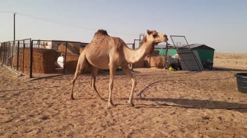 camels of uae beautiful