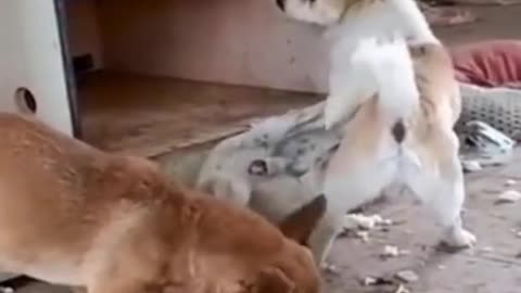 Dogs funny fight