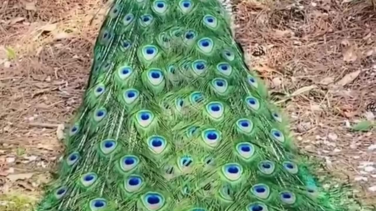 Peacock Feathers: A Stunning Display of Beauty and Mating Rituals