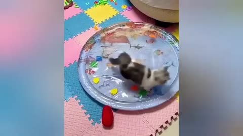 Try not to laugh if you laugh 😆 you lose! funny animals 🤣