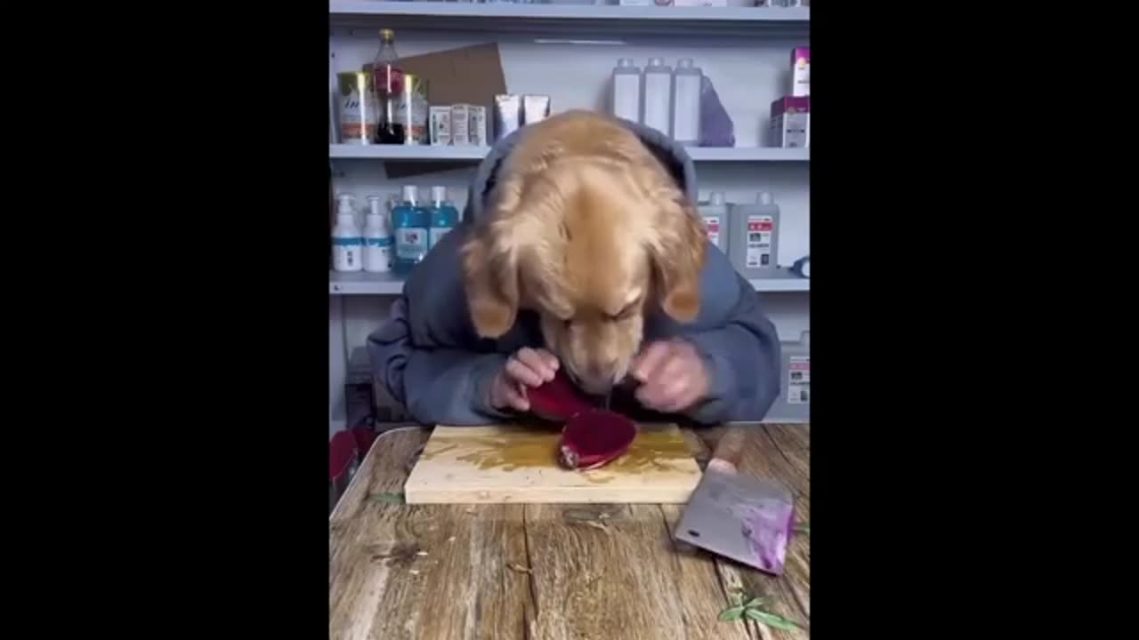 #New funny animals video#