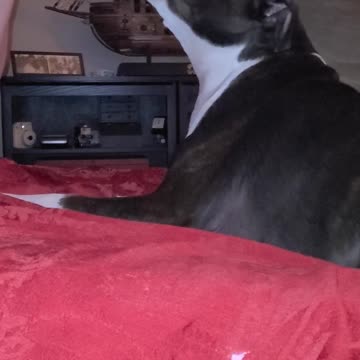 Bruno the pitbull letting loose and singing wild. Dog singing! So cute