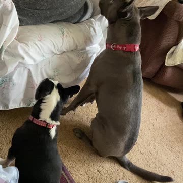 Dogs hoping for food