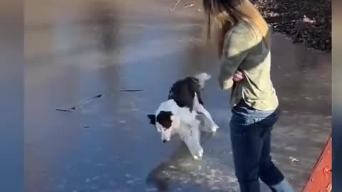 Funny videos
