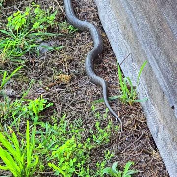Snake crawling along a woodshed / beautiful reptile in nature.