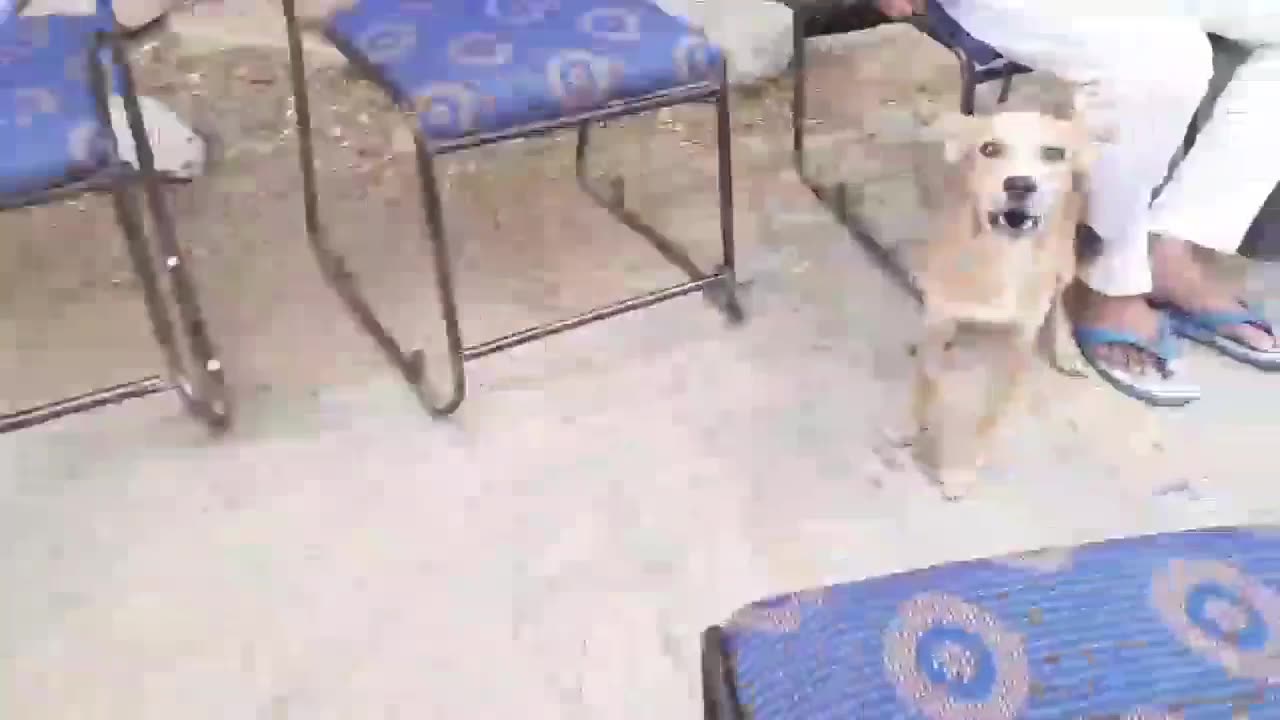 Coward Dog Funny video 🤣🤣