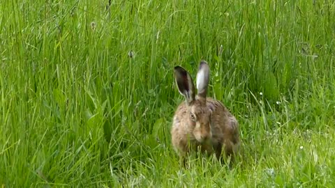 Close up of a brown hare