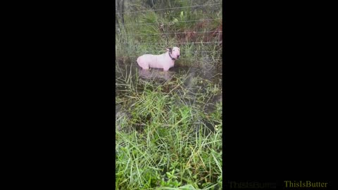 Florida highway trooper rescues dog tied to fence as Hurricane Milton approaches