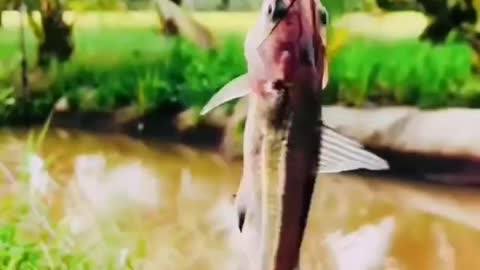 This is a beautiful and charming water-dwelling species