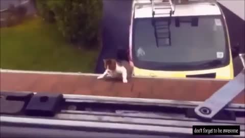 Sure Crazy Cats