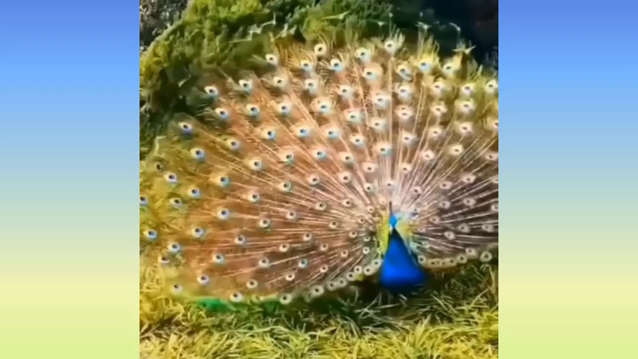 Beautiful birds