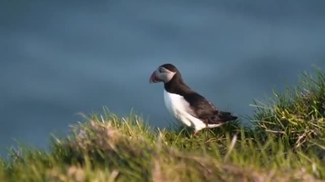Puffins season is starting here in Iceland🐧