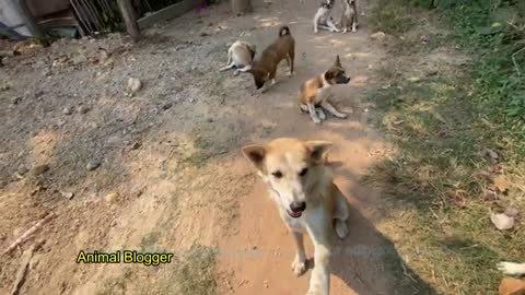 Cute Puppy Play With Sister - Brother - Friendly Pets- Village Dogs