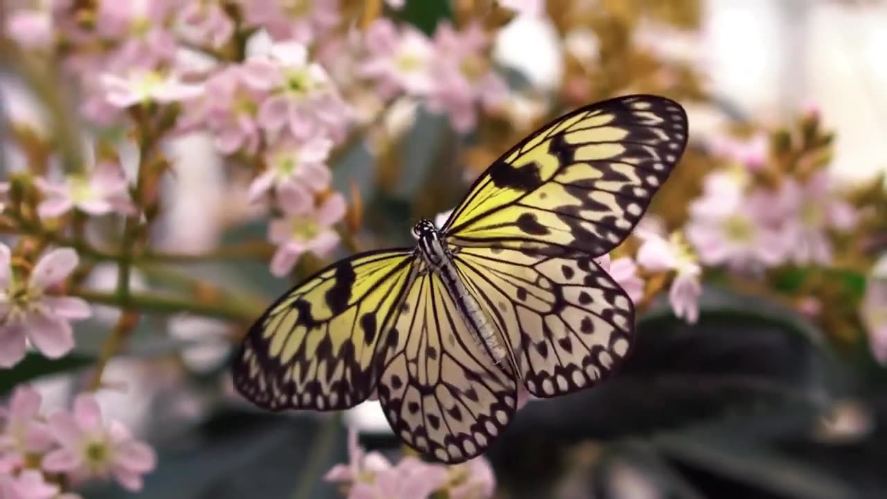 Discover the Real nature video _ nature video 4k