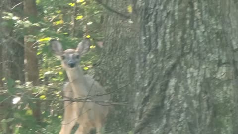 DEER MAKES A GRACEFUL APPEARANCE WHILE STEVEN WORKS ON THE TRACKLOADER