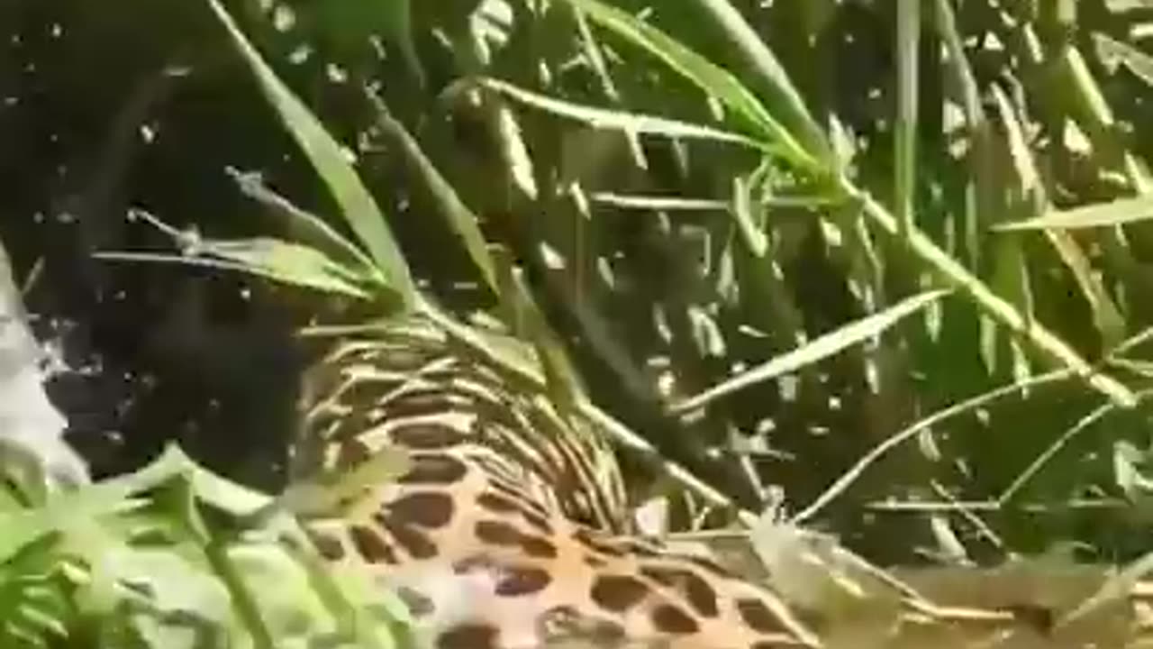 jaguar_attack_crocodile