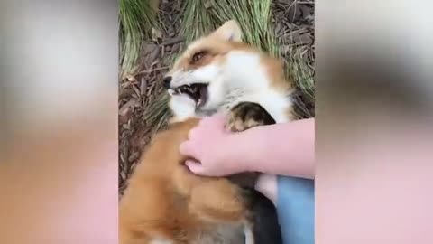 Cute and Funny videos of Animals