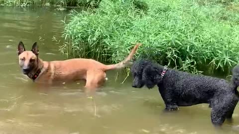 Poodle out swims Malinois