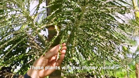 Amazon Gold Berry Harvest - Tropical Berry Cultivation Technology - Acai Berry Processing Factory