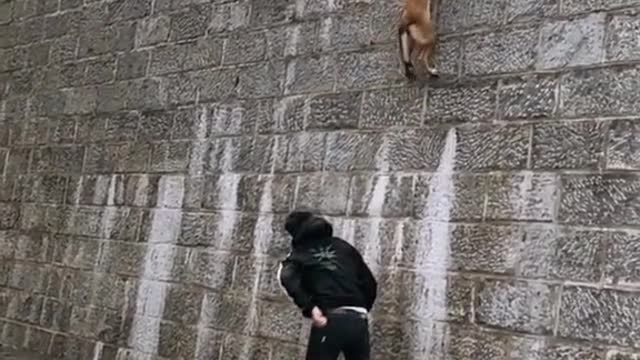 Damn that dog can fly