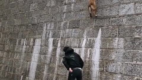 Damn that dog can fly