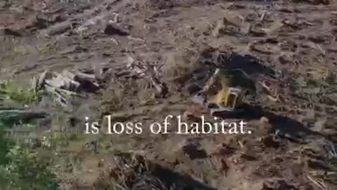 30% of birds in the U.S. have vanished since 1970.