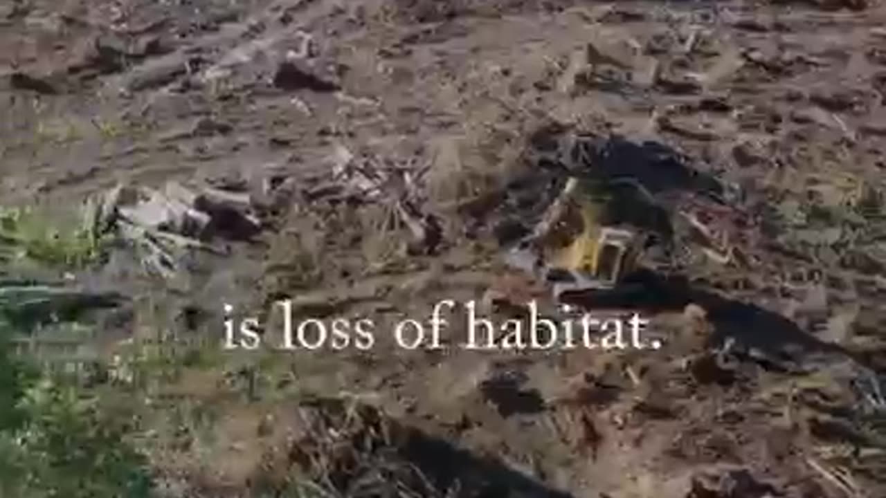 30% of birds in the U.S. have vanished since 1970.