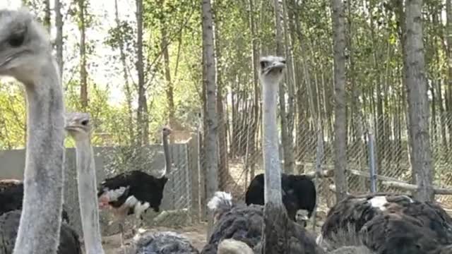 ostriches