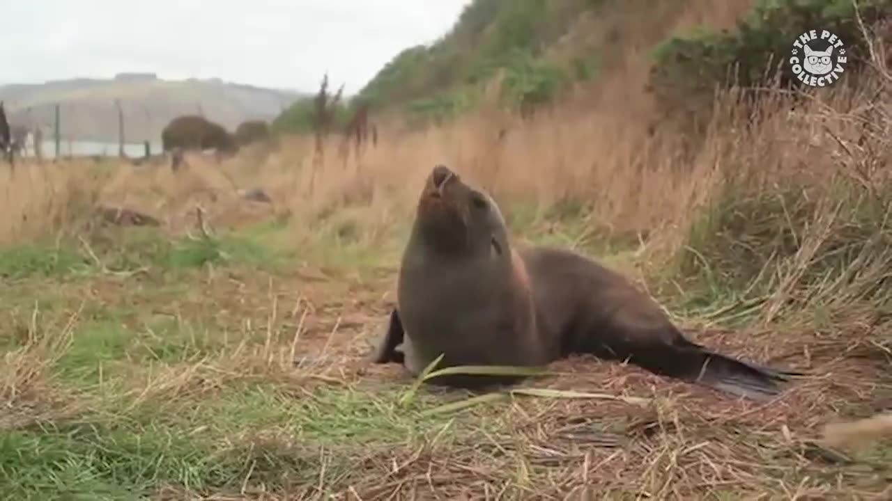 Seals Are Actually Ocean Puppies | Funny Seal Video Compilation