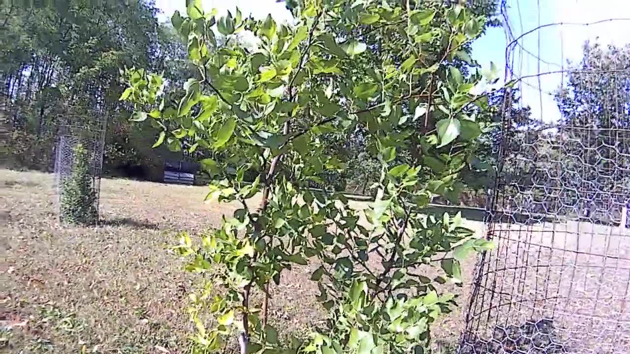 Jujube fruit and trees orchard growing