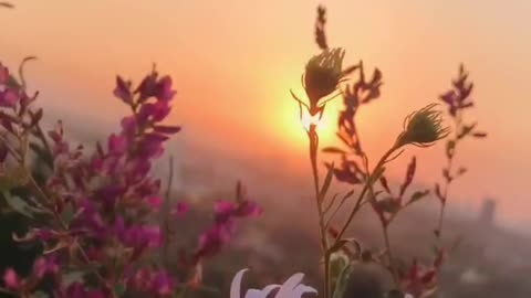 sunflowers at sunset