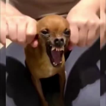 best playful and funny cats and dogs