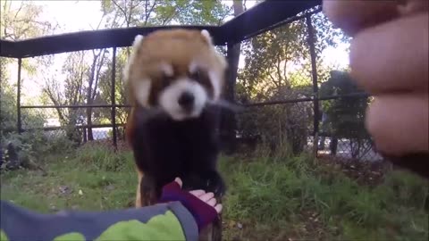 Most Adorable Red Panda - CUTEST Compilation