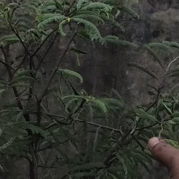 Beauty of Nature / Nature of Beauty plants