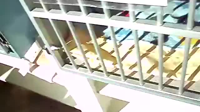 Sunshine Shelter kittens