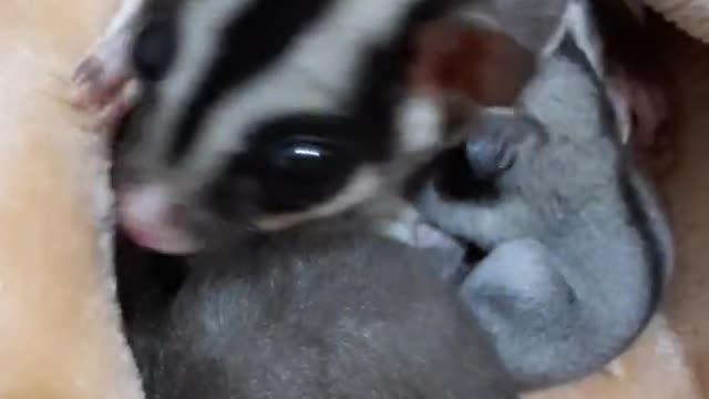 flying sqirrel feeding his baby