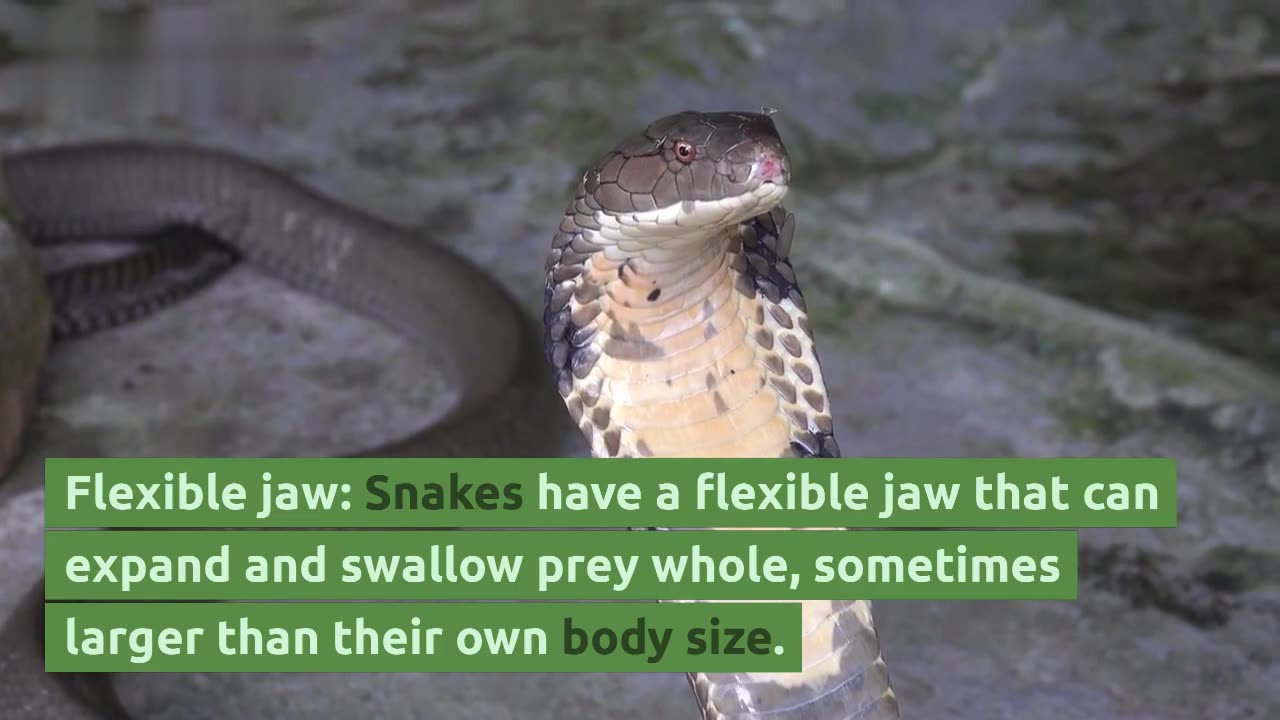 Top 10 qualities of snakes you need to know