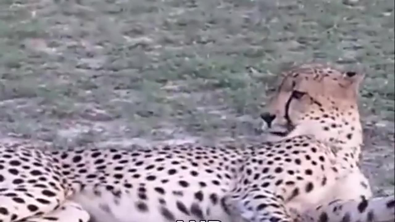 Fastest Land Animal