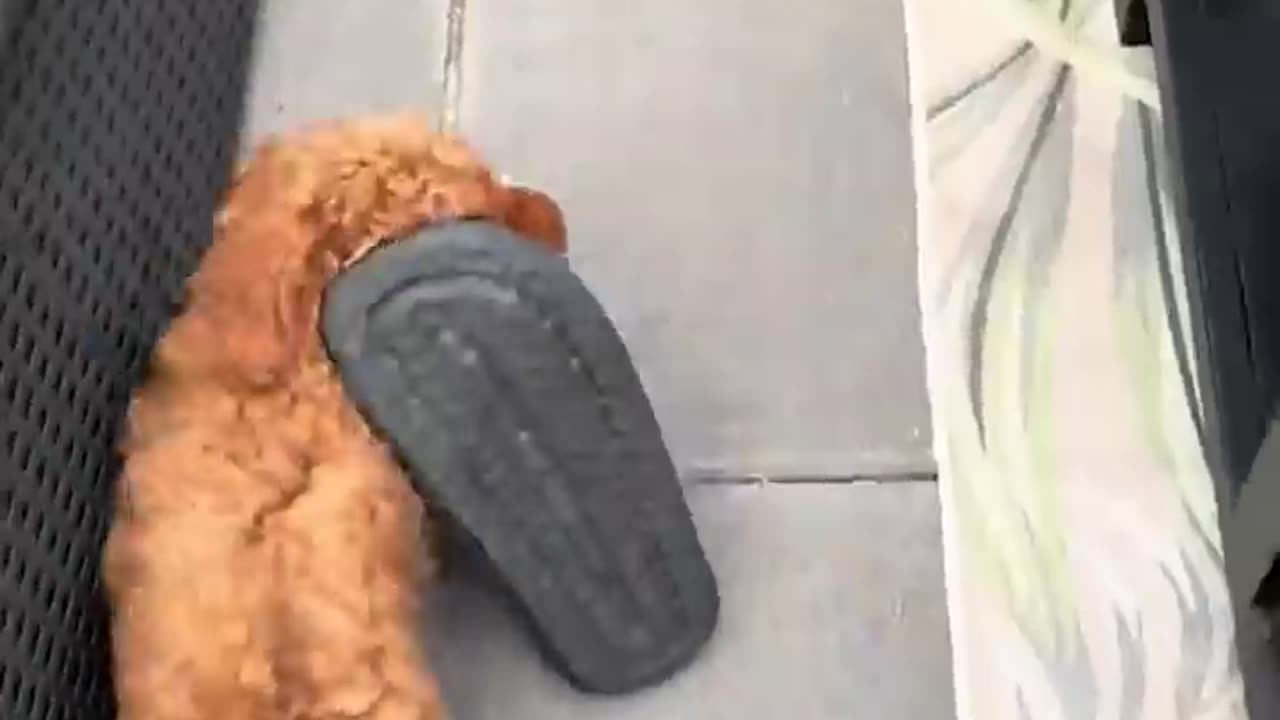 dogs doing funny things