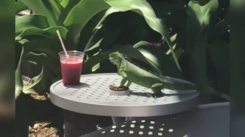 FUNNIEST ANIMALS: TRY NOT TO LAUGH (1 Hour of Happiness)