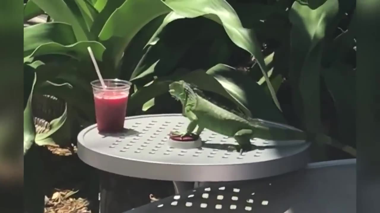 FUNNIEST ANIMALS: TRY NOT TO LAUGH (1 Hour of Happiness)