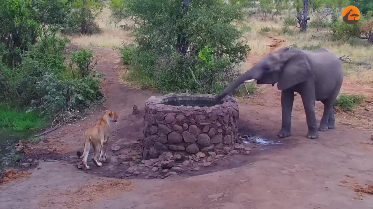 Elephant Sprays Water at Lion