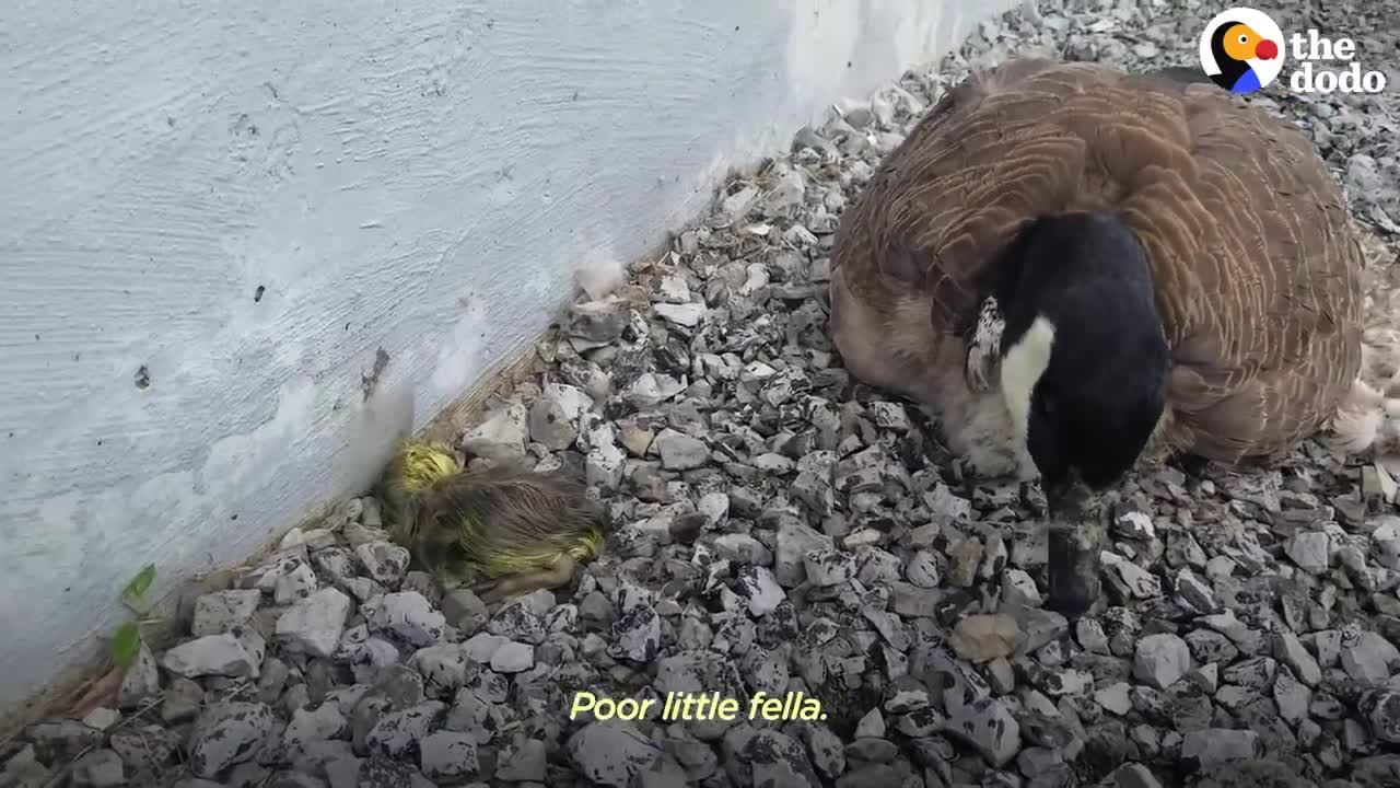 Guy Teaches His Rescued Gosling How To Fly | The Dodo Soulmates