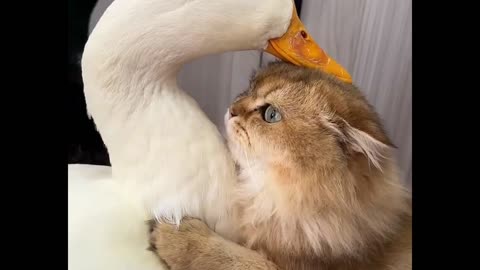 Ducks and cat, friends forever ❤️☺️