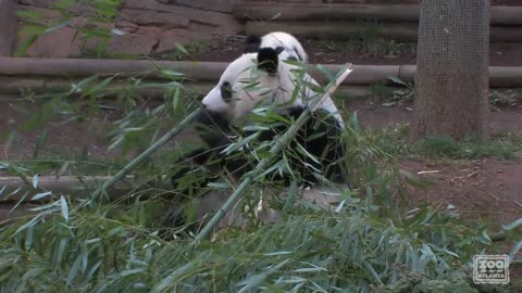 The Giant Panda Cubs' First Day Outside